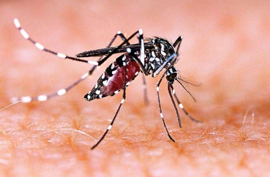 Meghalaya Alerts District Surveillance Units After Dengue Outbreak In Assam