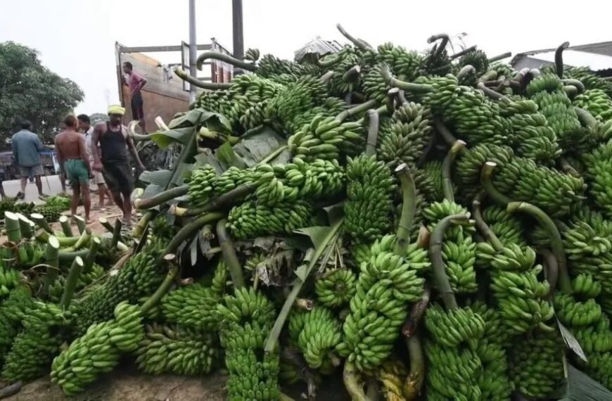 No concrete step to sideline middlemen in banana business; No proper market in NGH