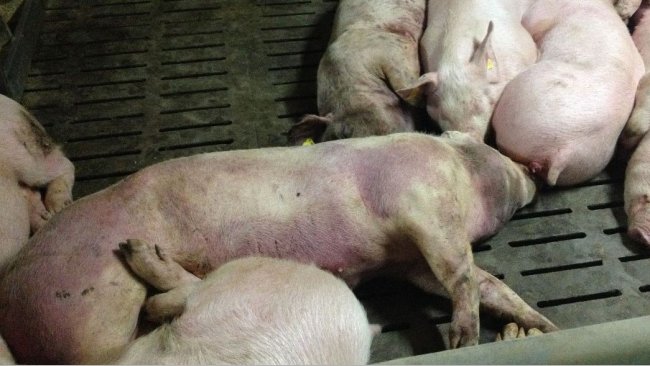 African Swine Fever: Govt asks public not to panic, be alert