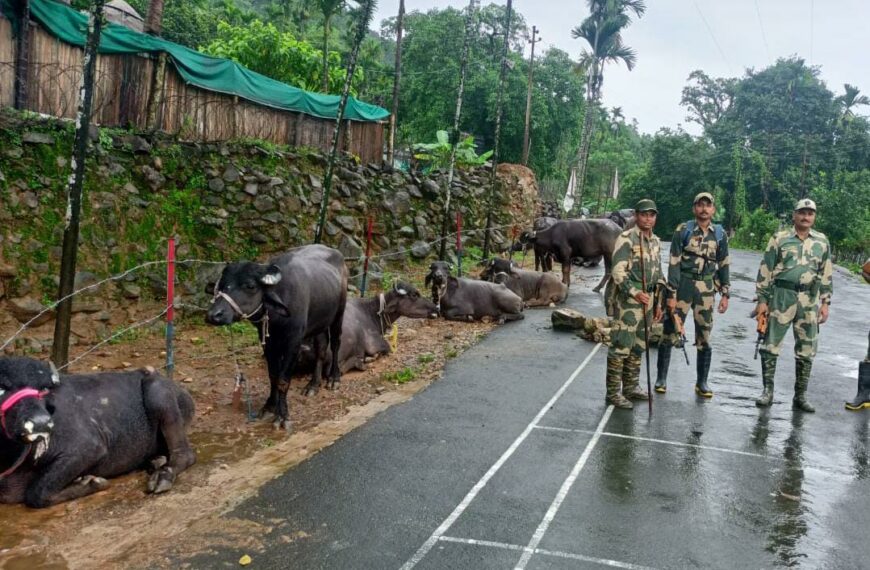 Meghalaya: BSF seize 36 cattle along India-Bangladesh border