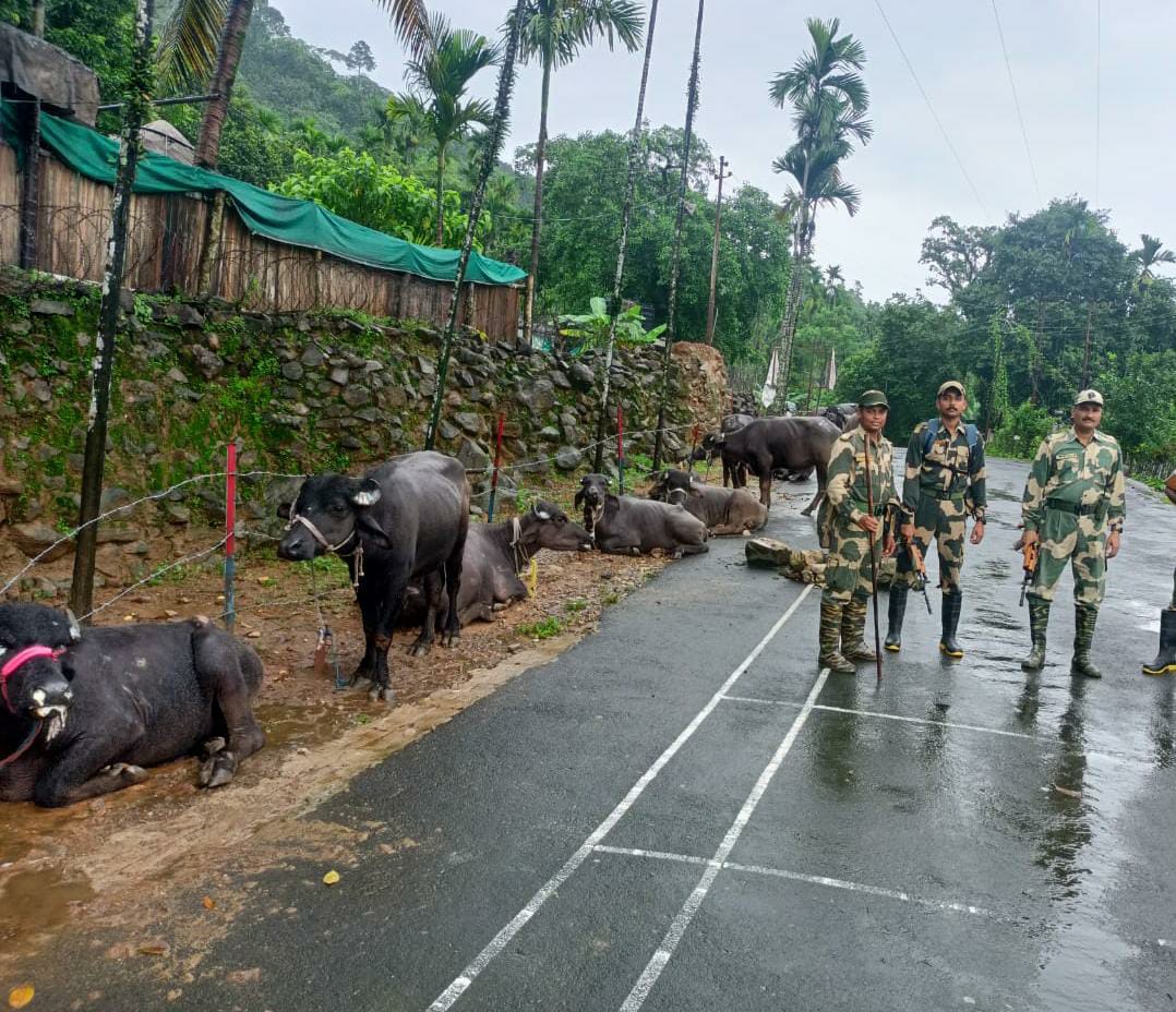 Meghalaya: BSF seize 36 cattle along India-Bangladesh border