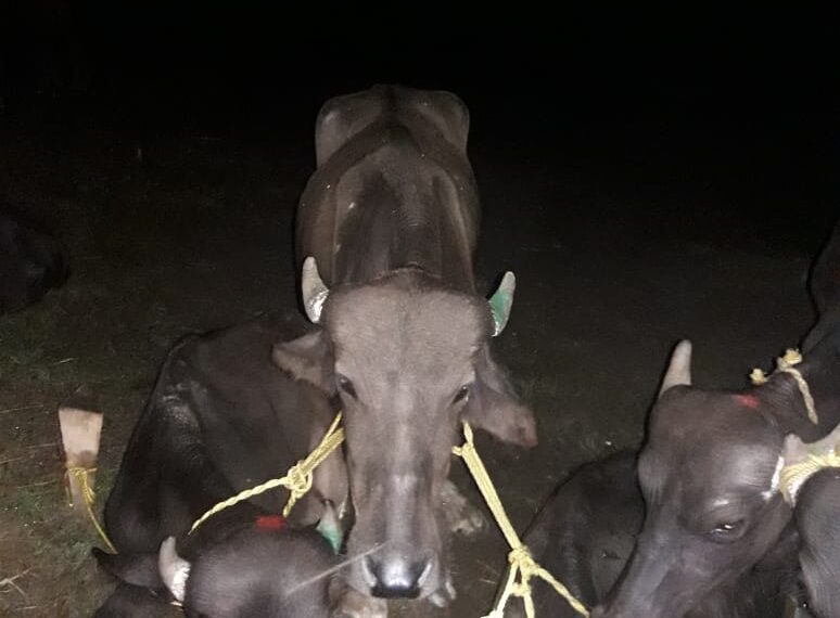 West Garo Hills police seizes buffalos; bust cattle smuggling bid