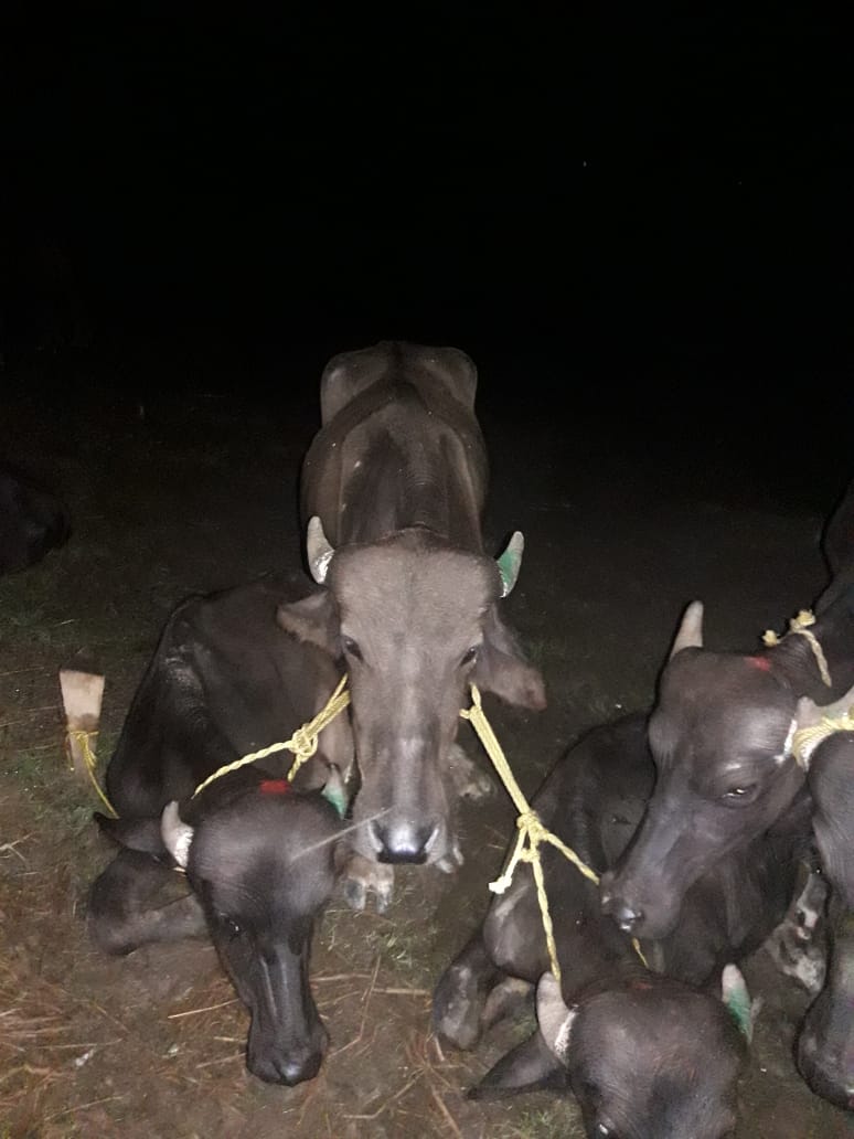 West Garo Hills police seizes buffalos; bust cattle smuggling bid