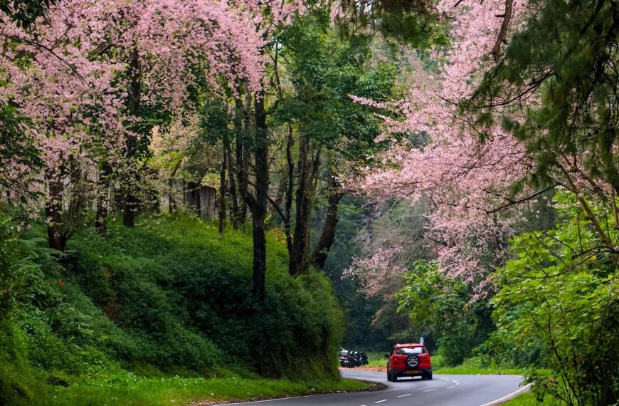 Shillong Cherry blossom festival will be organised in Ri Bhoi; Sleuths of events organised from Oct 12
