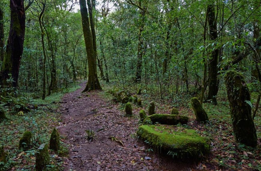 Meghalaya Govt has already notified several sacred forests as Community Reserves under Wildlife (Protection) Act, 1972