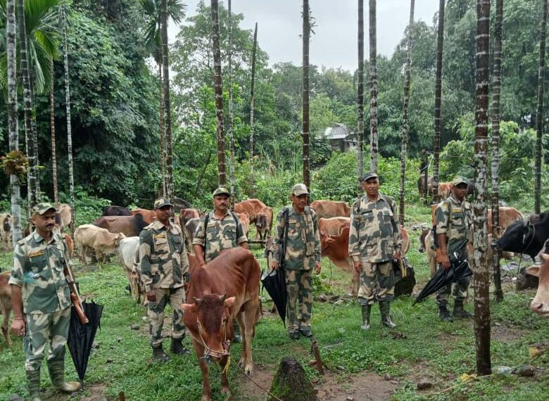 BSF rescues over 74 cattle