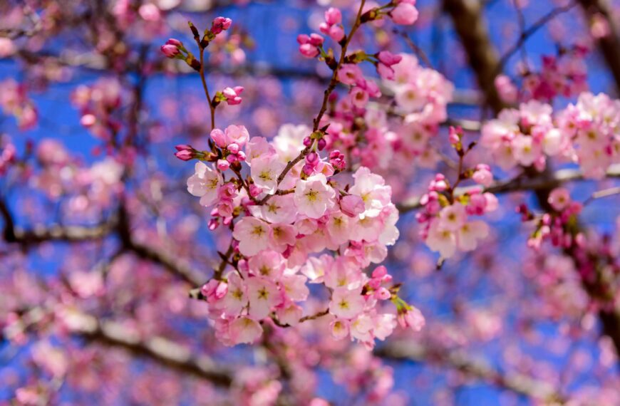 Shillong Cherry Blossom festival concluding on Sunday opposed