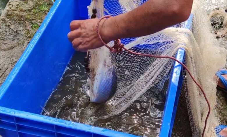 Meghalaya Govt promoting and encouraging trout fish farming