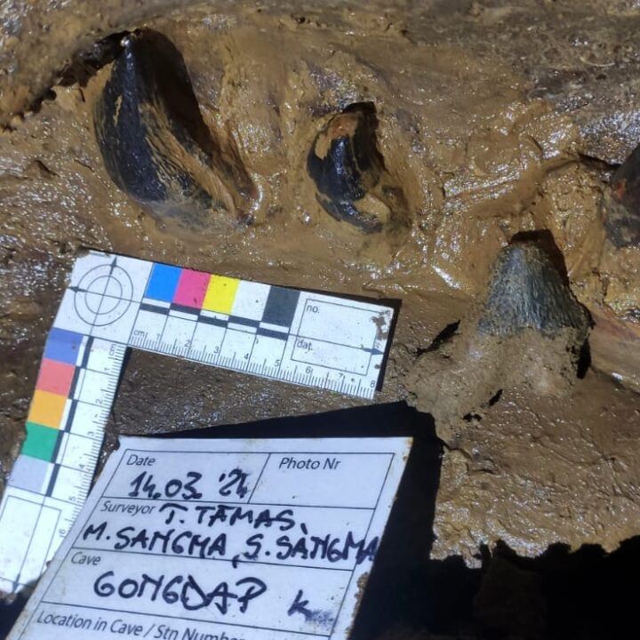 Around 40 million year old fossil structures unearths in South Garo Hills
