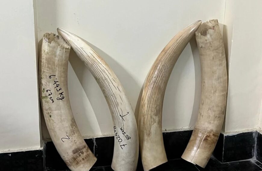 Customs seizes 27.992kgs of Elephant tusks (ivory) on May 29, 1 apprehended