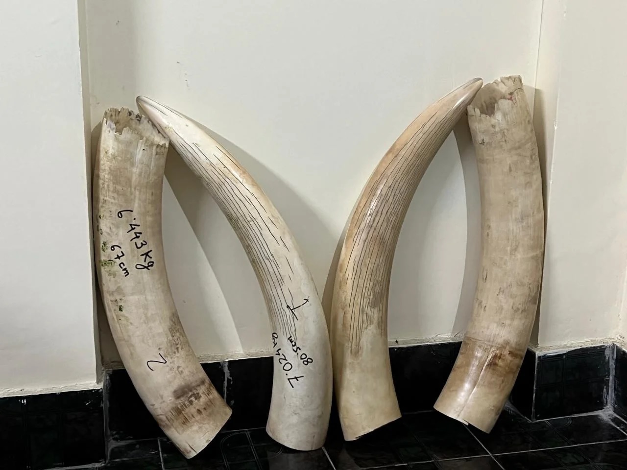 Customs seizes 27.992kgs of Elephant tusks (ivory) on May 29, 1 apprehended