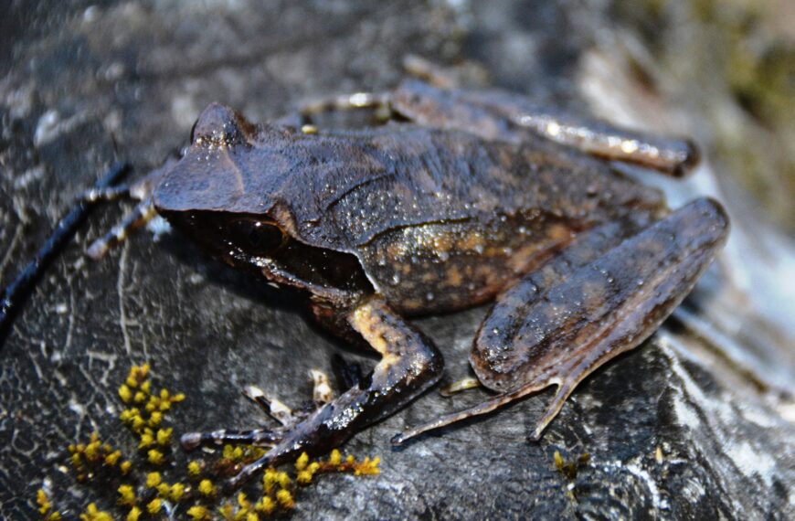 New Species of Horned Frog Discovered in Arunachal Pradesh, India