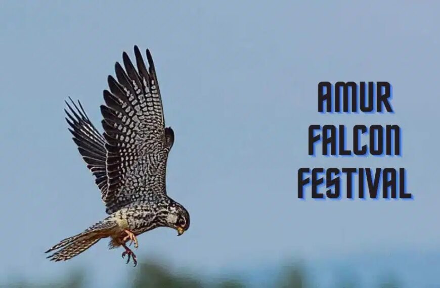 ‘Amur Falcon Festival 2024’ will be held from 7-9 November