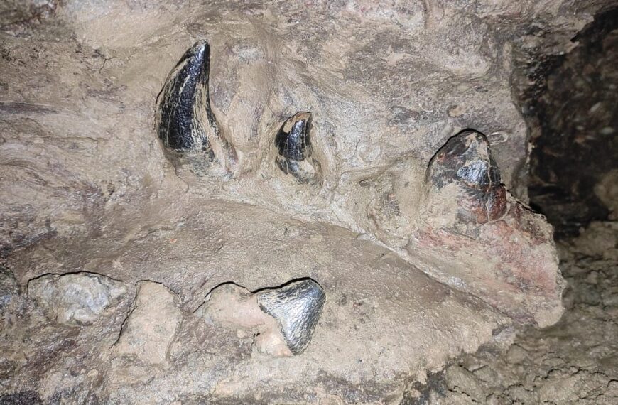 Authorities Launch Investigation into 35-Million-Year-Old Fossil Theft in South Garo Hills