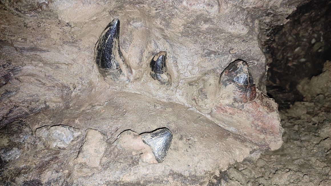 Authorities Launch Investigation into 35-Million-Year-Old Fossil Theft in South Garo Hills