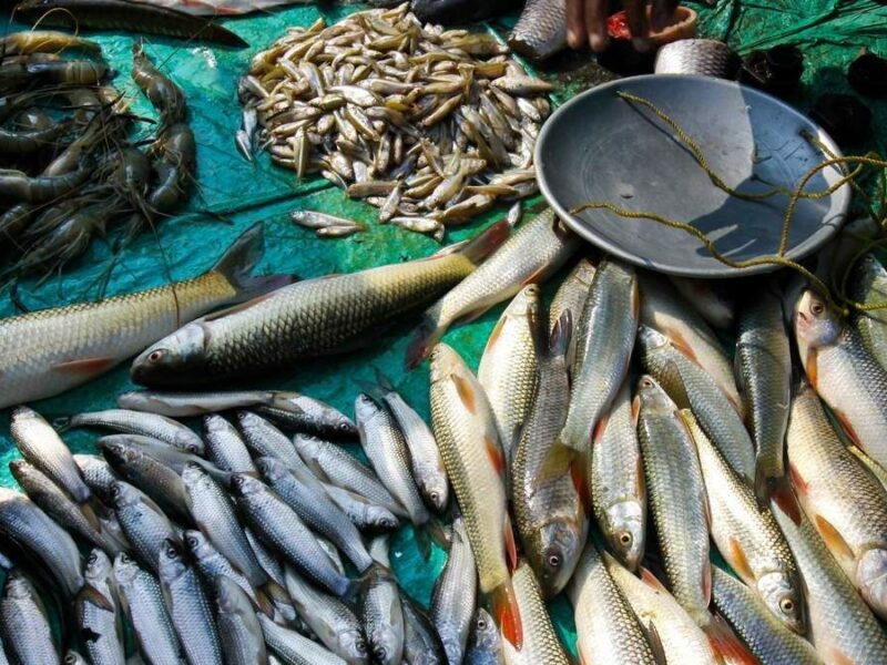 Govt sanctions Rs 10 crore for construction of additional 35 hatcheries to increase the fish production