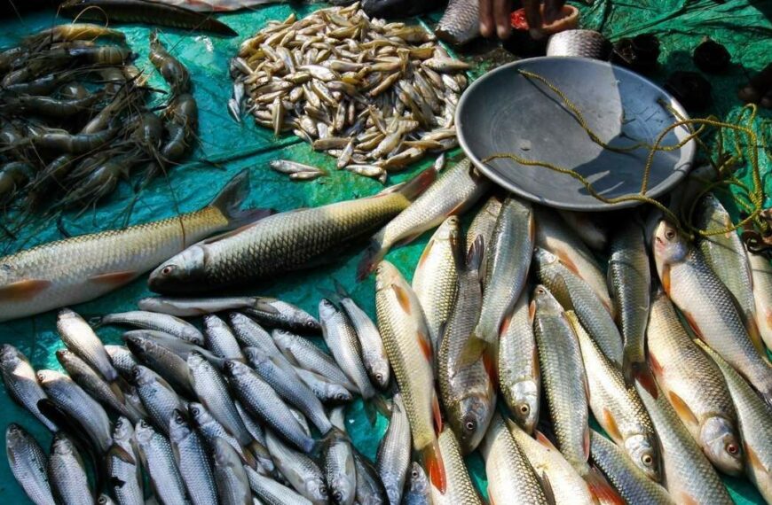 Govt sanctions Rs 10 crore for construction of additional 35 hatcheries to increase the fish production