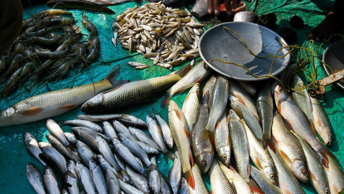 Govt sanctions Rs 10 crore for construction of additional 35 hatcheries to increase the fish production